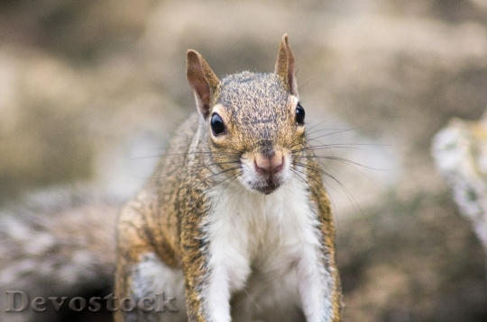 Devostock Nature Squirrel Animal Rodents