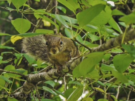 Devostock Nature Squirrel Tree Animal