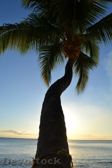 Devostock Nature Sunset Palm Tree