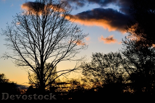 Devostock Nature Sunset Sunrise Trees