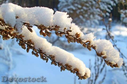Devostock Nature Winter Forest Snow 0
