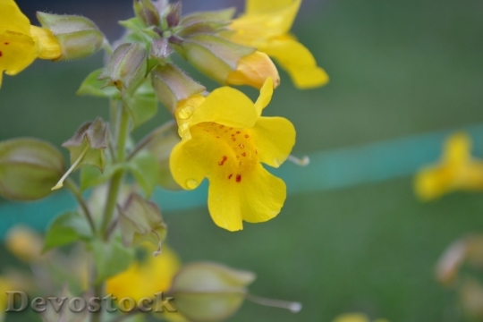 Devostock Nature Yellow Flowers 