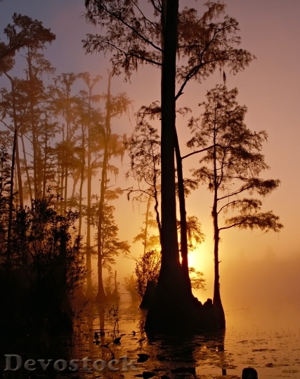 Devostock Okefenokee Swamp Georgia Florida
