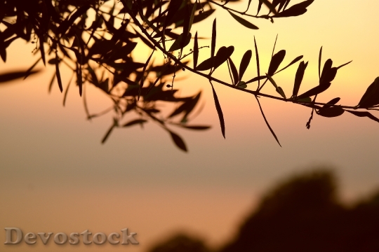 Devostock Olive Tree Branch Sunset