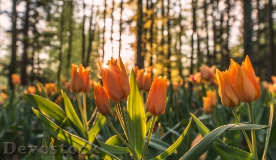 Devostock Orange Tulips Flowers Garden