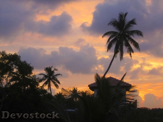 Devostock Palm Evening Light Sunset