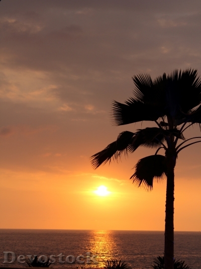 Devostock Palm Sunset Romance Sun