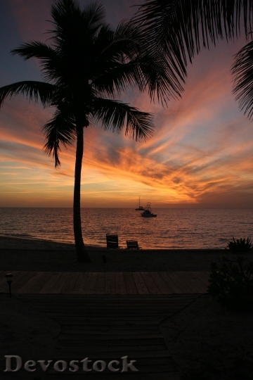 Devostock Palm Sunset Silhouette Sky