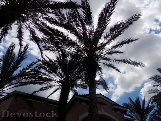 Devostock Palm Tree Florida Palm