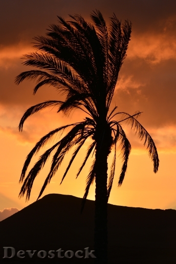 Devostock Palm Tree Nature Sunset