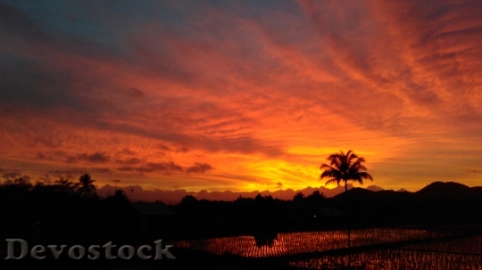 Devostock Palm Tree Silhouette Sunset