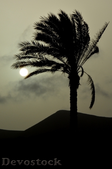 Devostock Palm Tree Sun Sunset 0