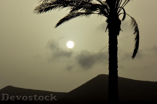 Devostock Palm Tree Sun Sunset 1