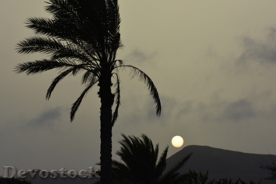 Devostock Palm Tree Sun Sunset 2