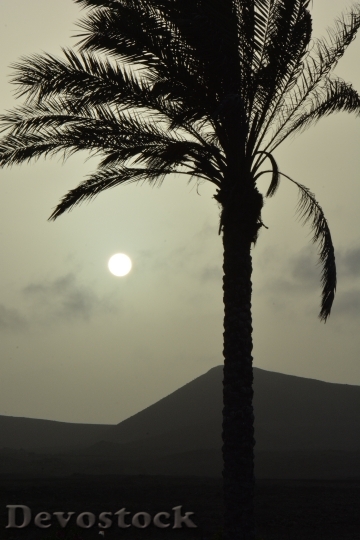 Devostock Palm Tree Sun Sunset