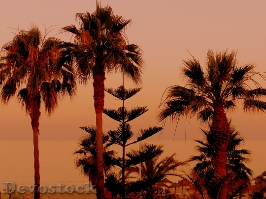 Devostock Palm Trees Sunset Sand