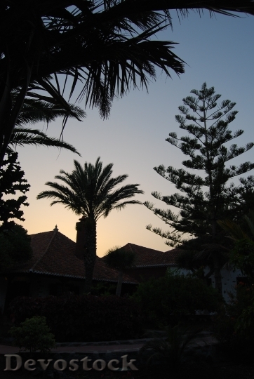 Devostock Palms Vegetation Sunset Gomera