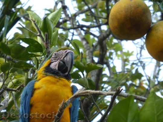 Devostock Parrot Landscape Wonder Peru