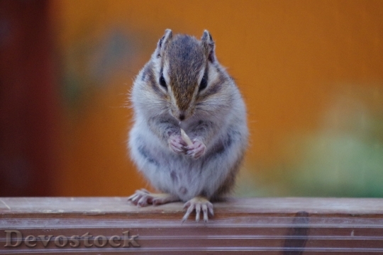 Devostock Pet Squirrel Small Animals