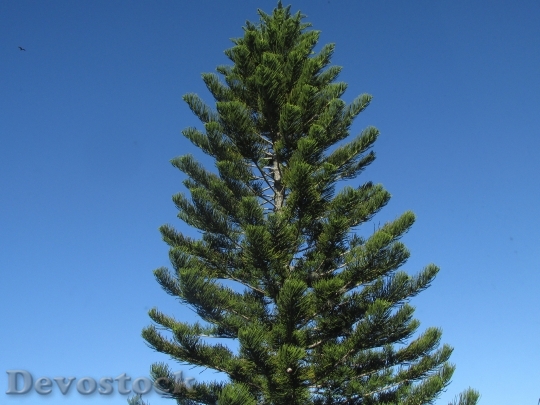 Devostock Pine Tree Pine Branch