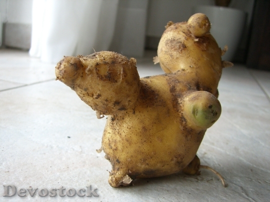 Devostock Potato Fruit Malformation Podgy