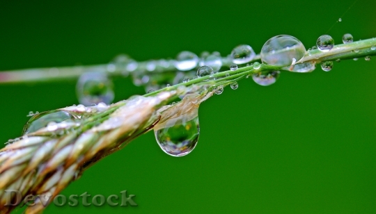 Devostock Raindrop Drip Rain Water 144241.jpeg