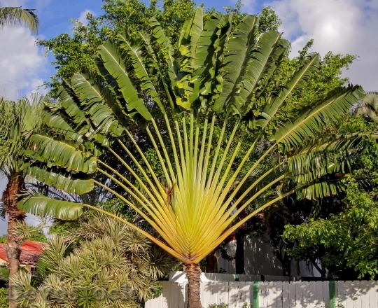 Devostock Ravenala Madagascariensis Nature Tree 