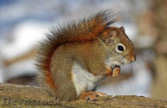 Devostock Red Squirrel Rodent Nature
