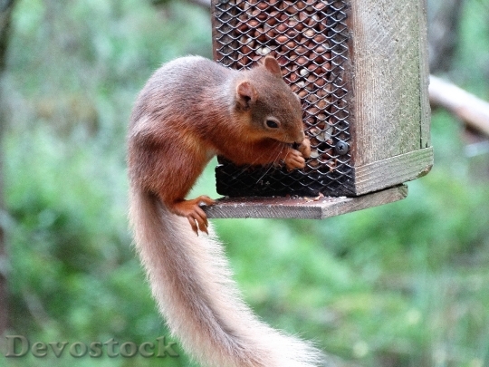 Devostock Red Squirrel Scottish Highlands