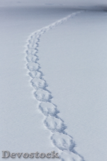 Devostock Red Squirrel Tracks Snow