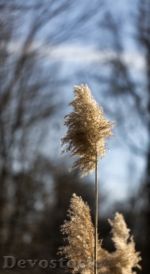 Devostock Reed Plant Macro Nature