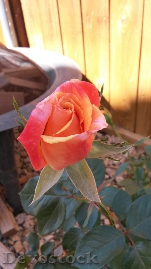 Devostock Rose Rose Blossom Flower