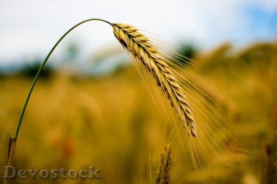 Devostock Rye Cereals Wheat Nature