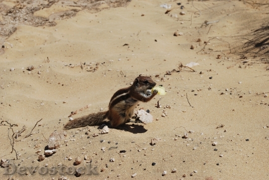 Devostock Sand Squirrel Animal Mammal
