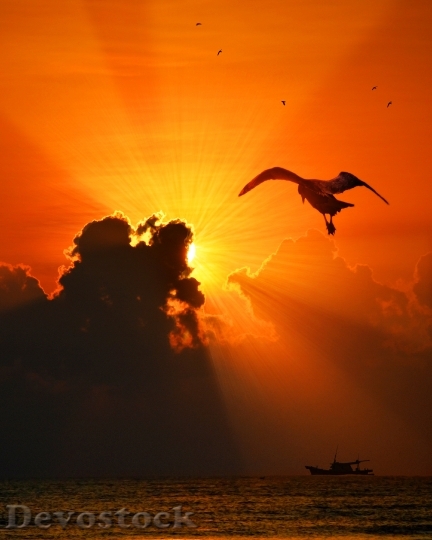 Devostock Sea Bird Sunset Nature
