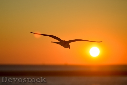Devostock Seagull Animal Bird Backlight