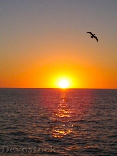 Devostock Seagull Bird Birds Sunset