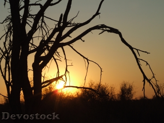 Devostock Silhouette Sunset Tree Dead