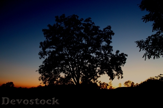 Devostock Silhouette Tree Sunset 1282156
