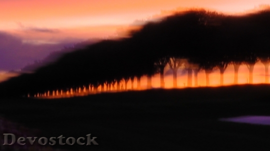 Devostock Silouette Shadow Light Trees