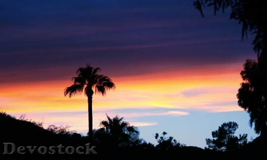 Devostock Sky Sunset Palm Tree