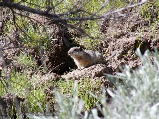 Devostock Southern Idaho Ground Squirrel