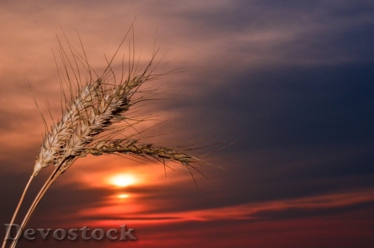Devostock Spikes Sunset Wheat Nature