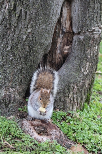 Devostock Squirrel Acorn Animal Forest