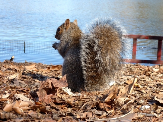 Devostock Squirrel Animal America 1065783