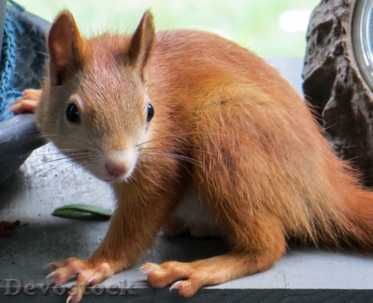 Devostock Squirrel Animal Cute Brown