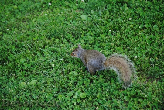 Devostock Squirrel Animal Cute Furry