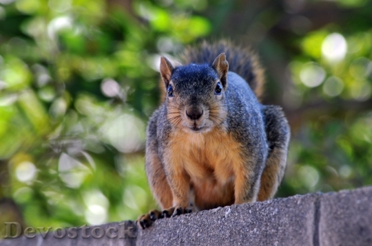 Devostock Squirrel Animal Cute Nature