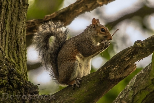 Devostock Squirrel Animal Forest 952664