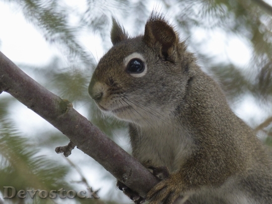 Devostock Squirrel Animal Forest Branch 0
